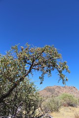Peach Thorn is the common name for a shrub phytogenically organized under the term Lycium Cooperi. They are members of indigenous Southern Mojave Desert plant communities in Joshua Tree National Park.