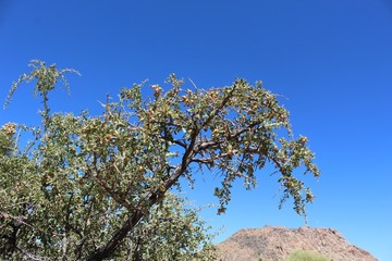 Peach Thorn is the common name for a shrub phytogenically organized under the term Lycium Cooperi. They are members of indigenous Southern Mojave Desert plant communities in Joshua Tree National Park.