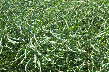 On the plant are  pods winter crops of rape