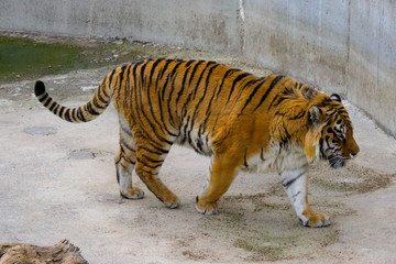 Tiger walking
