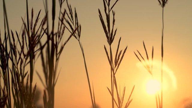 Native Bluestem Prairie Grasses at Sunrise