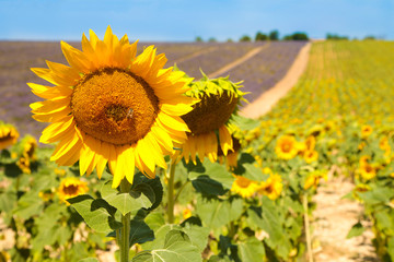 Field with lavender and sunflower flowers. French Provence near Valensole