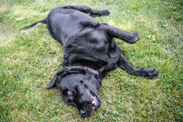 Duke the Black Lab