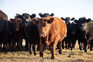 Herd of young cows