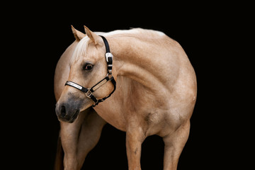 Palomino With A Black Background