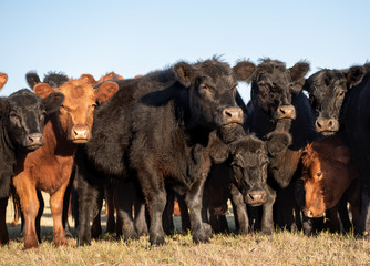 Herd of young cows