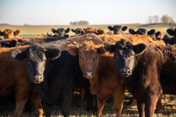 Herd of young cows