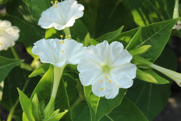 White flower in the garden - Mirabilis jalapa