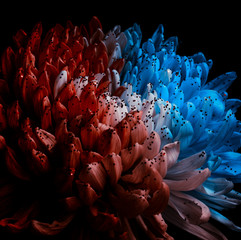 Unusual Red and Blue Dahlia. Low Key studio shot of a bright flower. Good for screen background wallpapers.