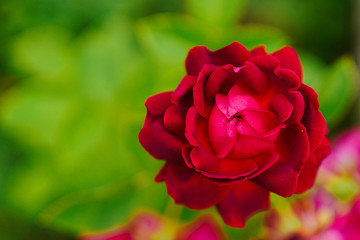 赤いバラ