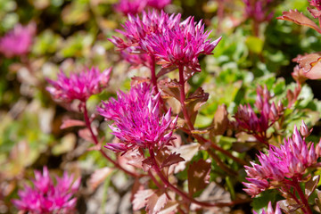 Blossom of sedum spurium, sort Schorbusser blut in alpine garden. Ground cover plants on the Alpine hill.