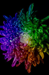 Rainbow Colored Dahlia. Low Key studio shot of a bright flower. Good for screen background wallpapers.