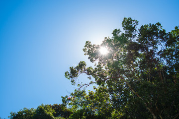 tree and blue sky with sun