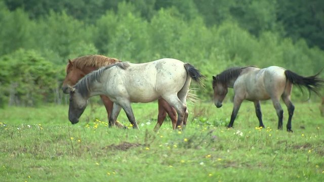 Herd of horses going to pasture, breeding horses, horse Breeding and agriculture, horses eat green grass
