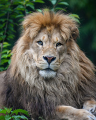 Fototapeta premium portrait of a lion