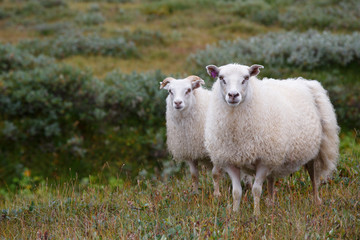 White Icelandic sheep close up