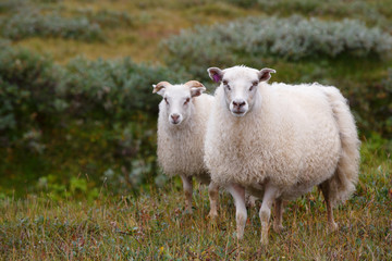 White Icelandic sheep close up