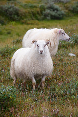 Naklejka premium White Icelandic sheep close up