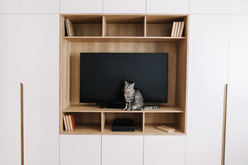 Living room interior with TV on a wall and a white wardrobe. Cute cat indoor shooting. Home interior design, scandinavian style