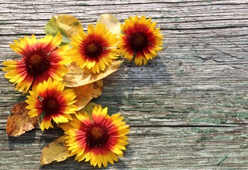 Yellow daisy flowers and fallen leaves on wooden rustic table with place for text. Autumn background. Top view.