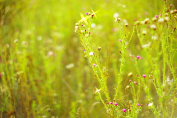 Beams on flowers