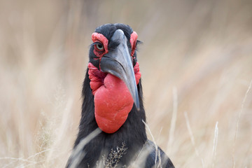 Close-up portrait of ground hornbill bird © Pedro Bigeriego