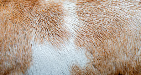 Goat fur texture - farm pet.