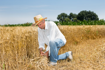 Naklejka na ściany i meble Old man working in wheat field