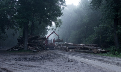 Loader carrying logs in forest