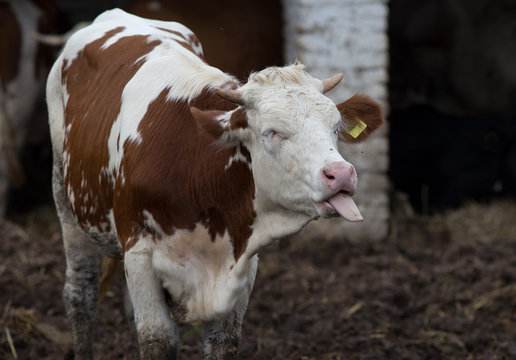 Funny Cow With Tongue