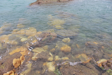 Guaecá
