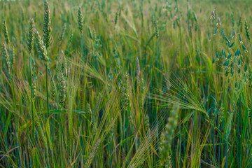 ears of barley on the field