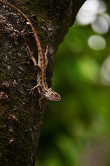 Chameleons include four-legged creeping things with long fingers