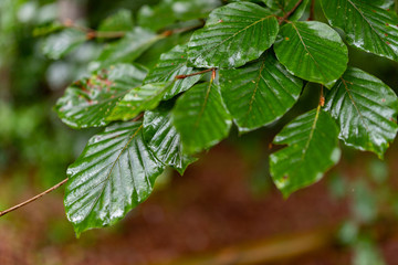 Leaves dewy with rain drops. Lush green leaves beech tree leaves.