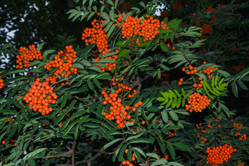 Rowan branches with ripe fruits close-up. Red rowan berries on the rowan tree branches, ripe rowan...