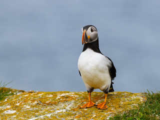 Atlantic Puffin Standing on Cliff's Rock against Blue Sea Water Background, Portrait