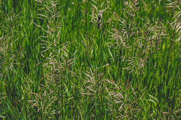 Grass Seed in Summer