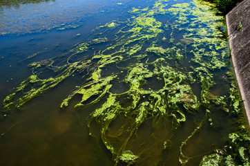 Lake Algae 1