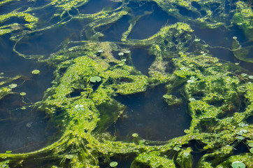 Fototapeta na wymiar Lake Algae 2
