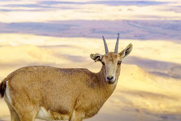 Obraz premium Nubian Ibex and landscape of Makhtesh (crater) Ramon