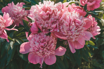 pink peony flowers