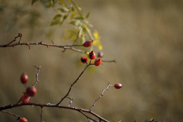 Close-up of red rosehip berries on bare branches on a blurred background of an autumn meadow and forest, selective focus