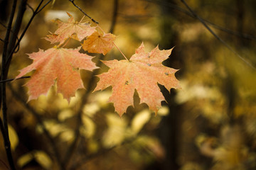 Fototapeta premium Close-up of red-orange maple leaves on blurry background of autumn forest, selective focus