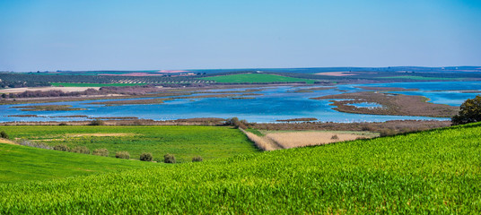 Greater Flamingos in Lagoon Fuente de Piedra, Andalusia, Spain