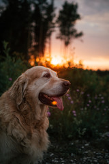 golden retriever on a background