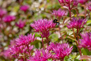 Blossom of sedum spurium, sort Schorbusser blut in alpine garden. Ground cover plants on the Alpine hill.