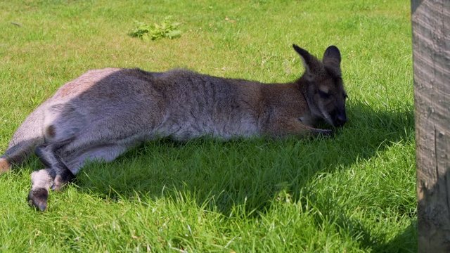 Wallaby lying down in the sun in some shade on bright grass in Summer