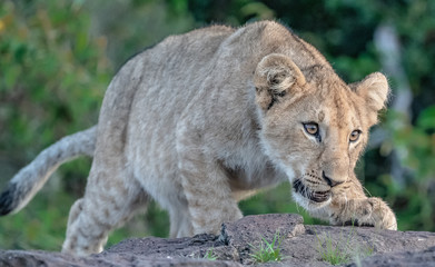 Lion Pride with several female adult lions and numerous babies and juveniles in Maasi Mara, Kenya.