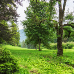 Beautiful summer landscape with trees and green grass