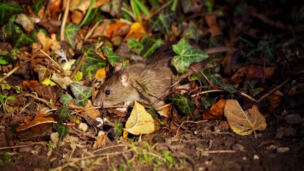 Wild Rat In Undergrowth 